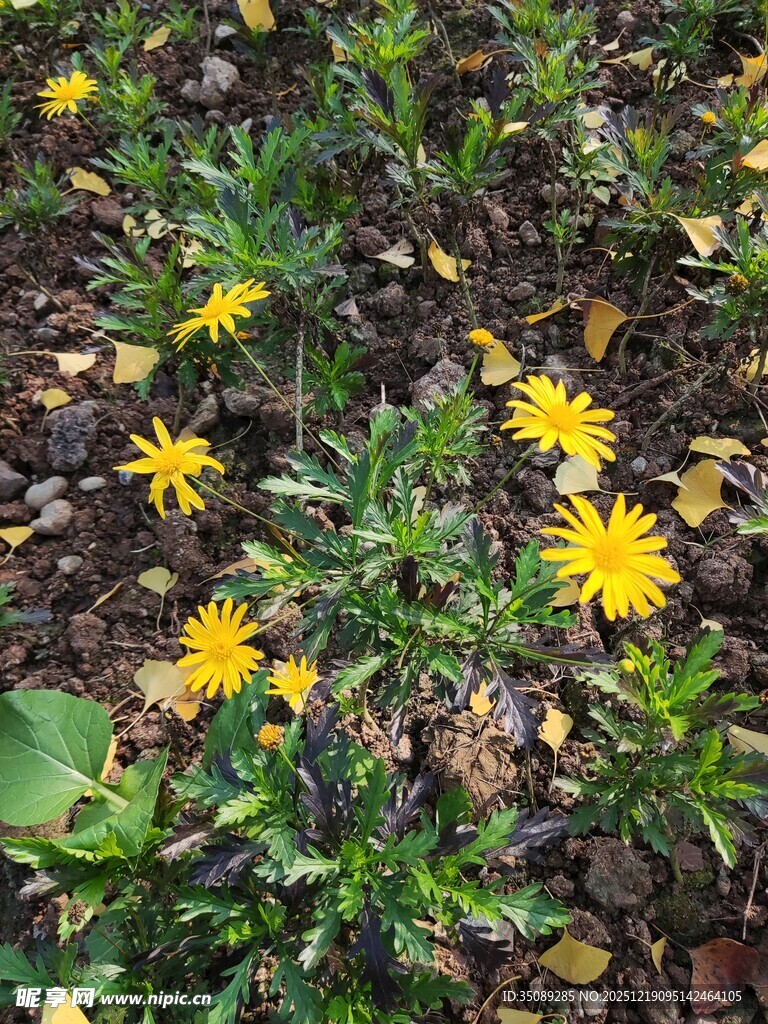 黄色小花绽放于绿叶间