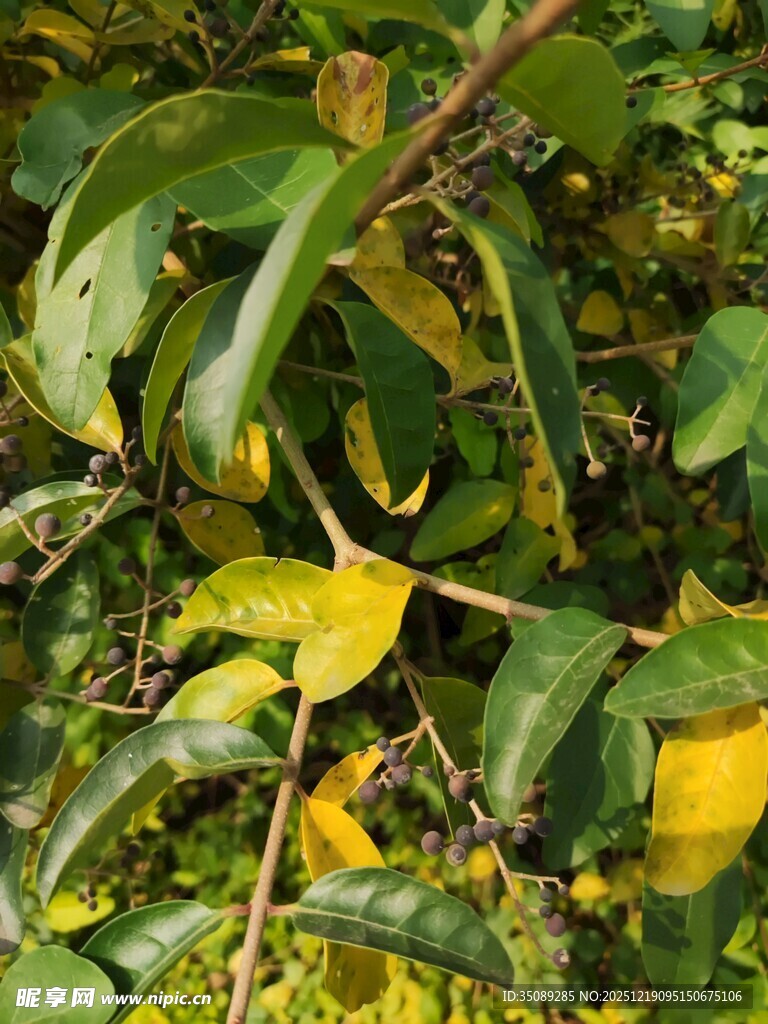 绿叶间的黄绿叶片