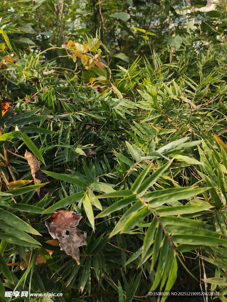 茂密丛林中的多样植物