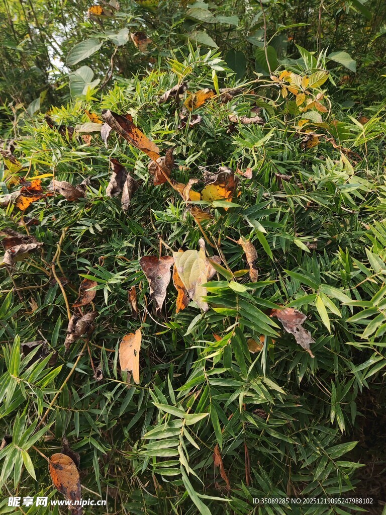 枝叶繁茂的绿植景观