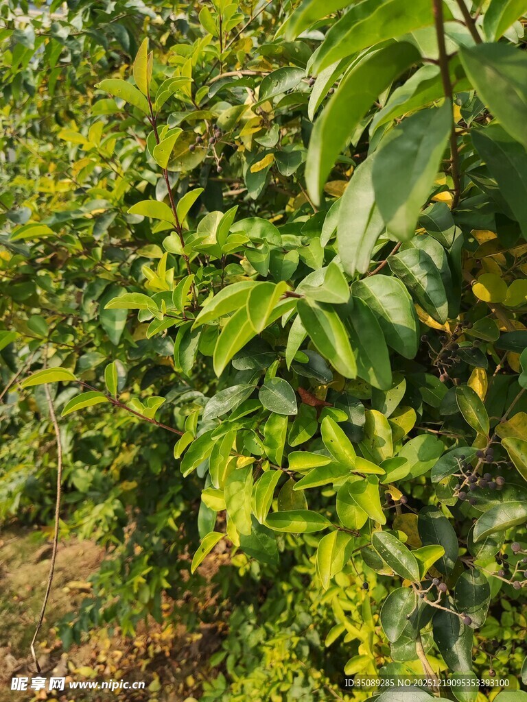 繁茂绿植的田园景象