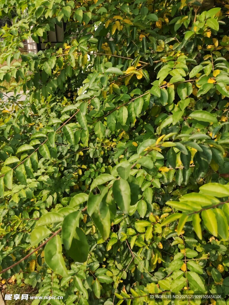 翠绿繁茂的树叶景象