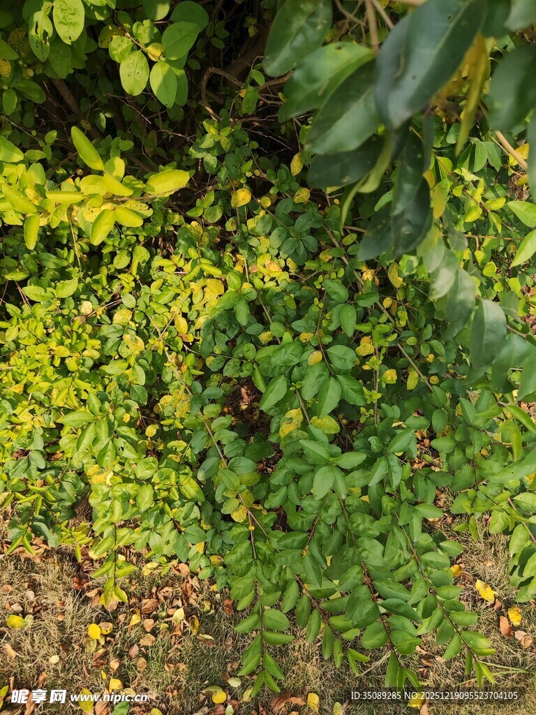 绿意盎然的植物景观