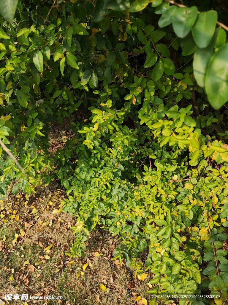 绿叶繁茂的植物景观