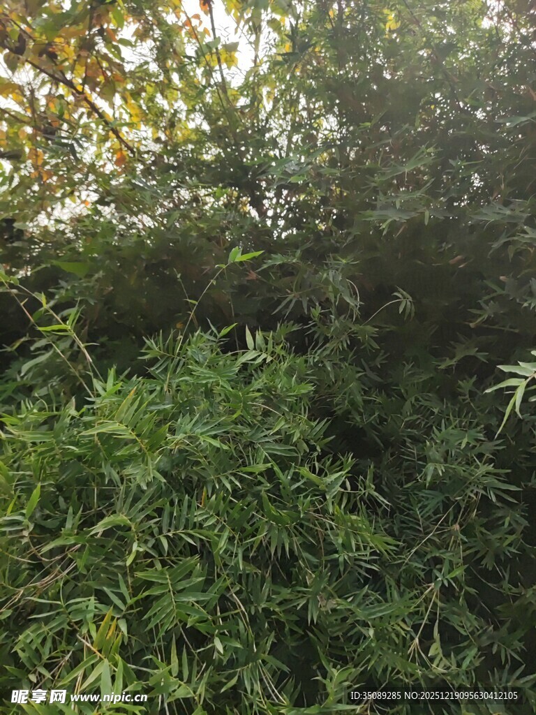 茂密绿植景观