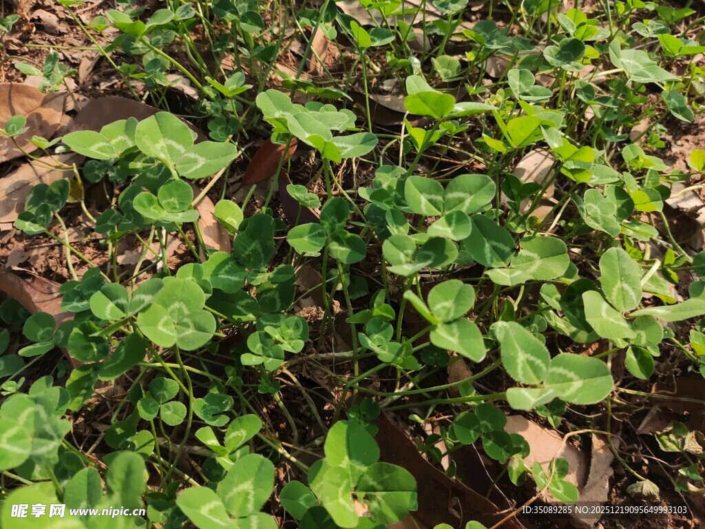 绿叶繁茂的地面植物景观