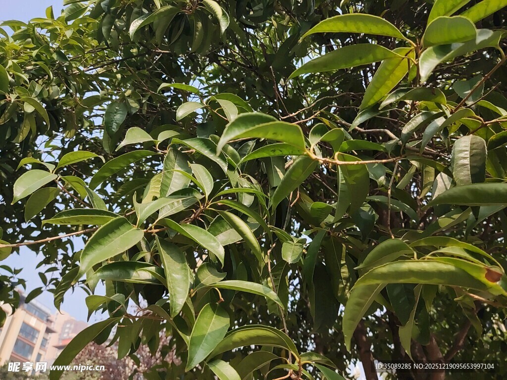绿叶繁茂的树木景象