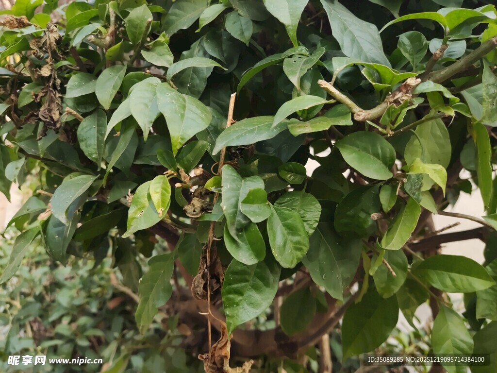 绿叶繁茂的植物景观