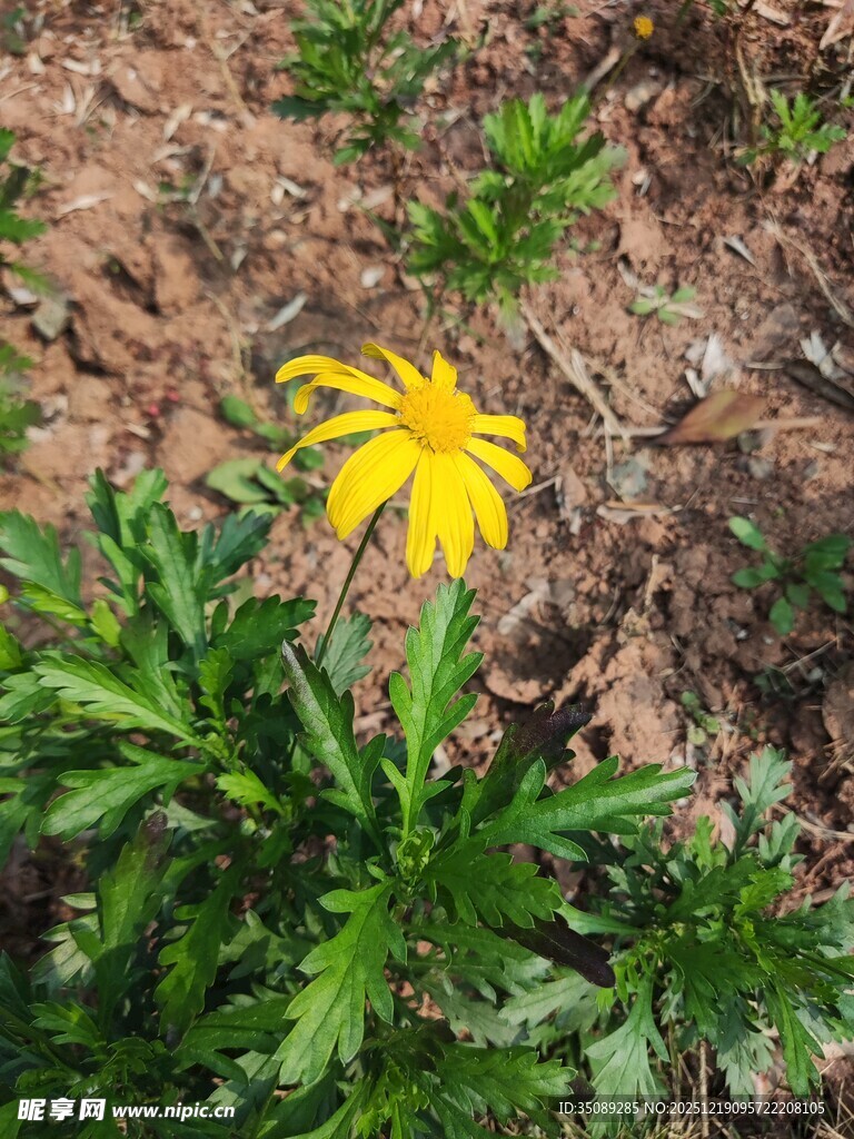 黄色小花绽放于绿叶间