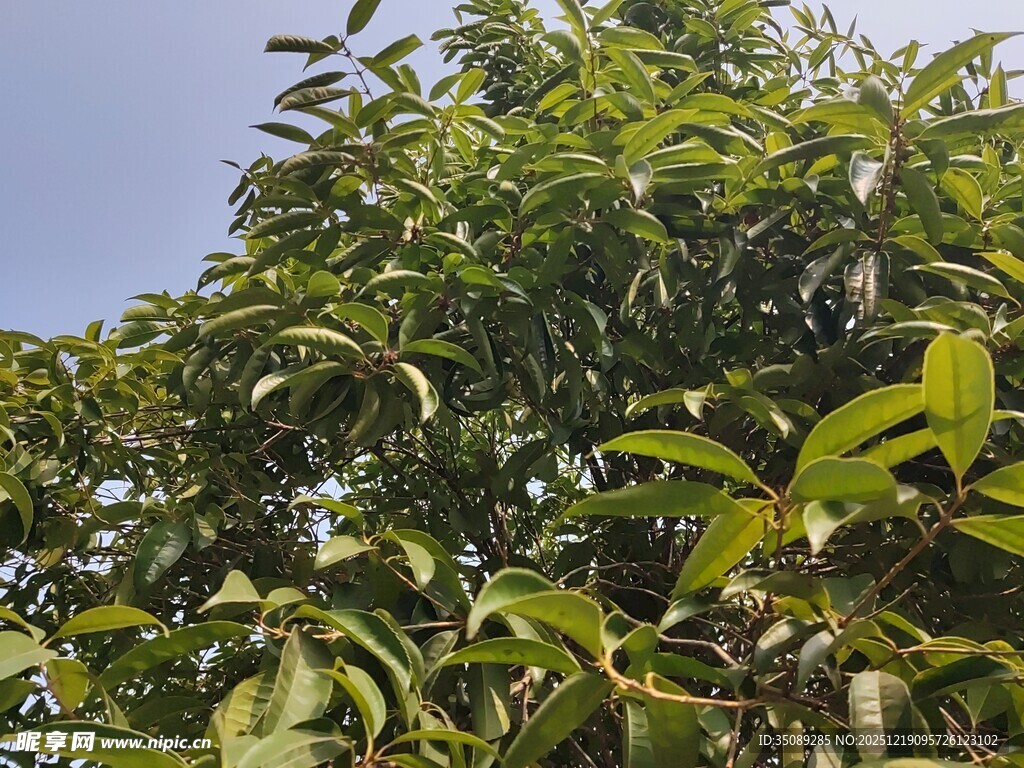 绿叶繁茂的树木景观