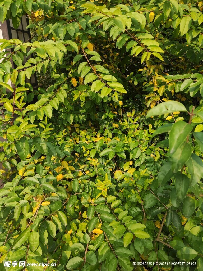 茂密翠绿的植物景观