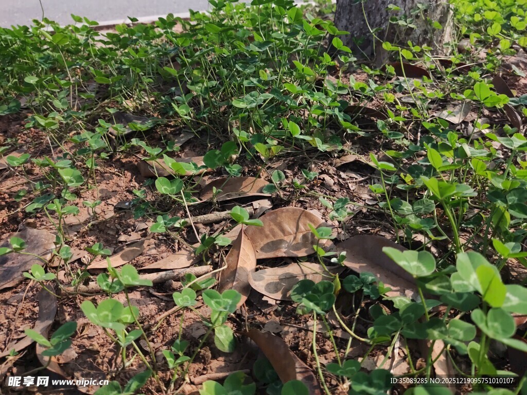 地面绿植与枯叶景象