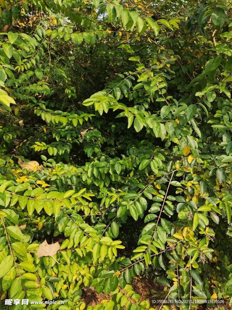 茂密翠绿的植物景观