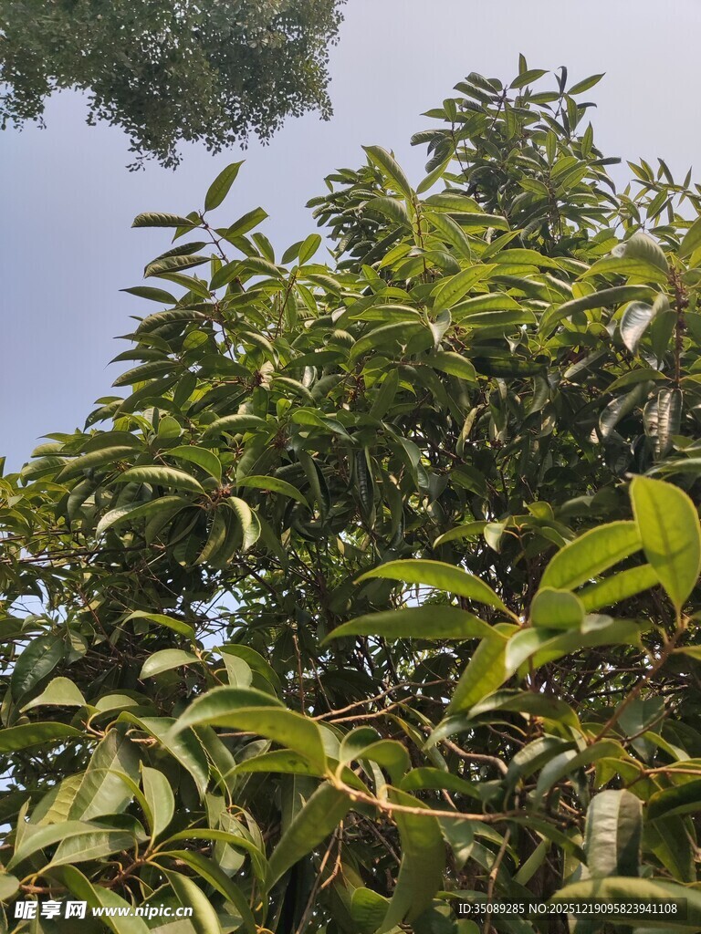 繁茂绿叶的树冠景象