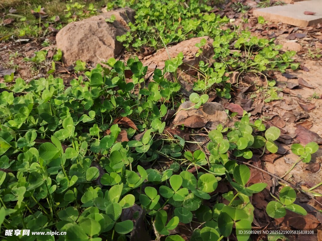 石间翠绿植物生机盎然