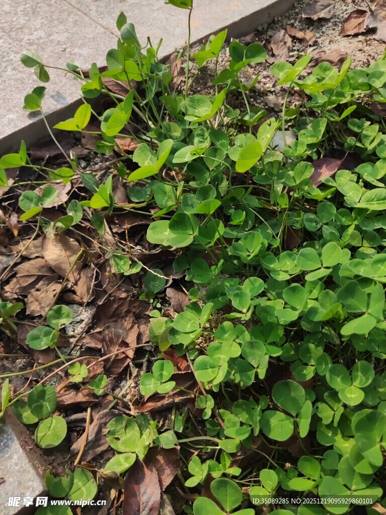 绿叶植物于地面生长景象