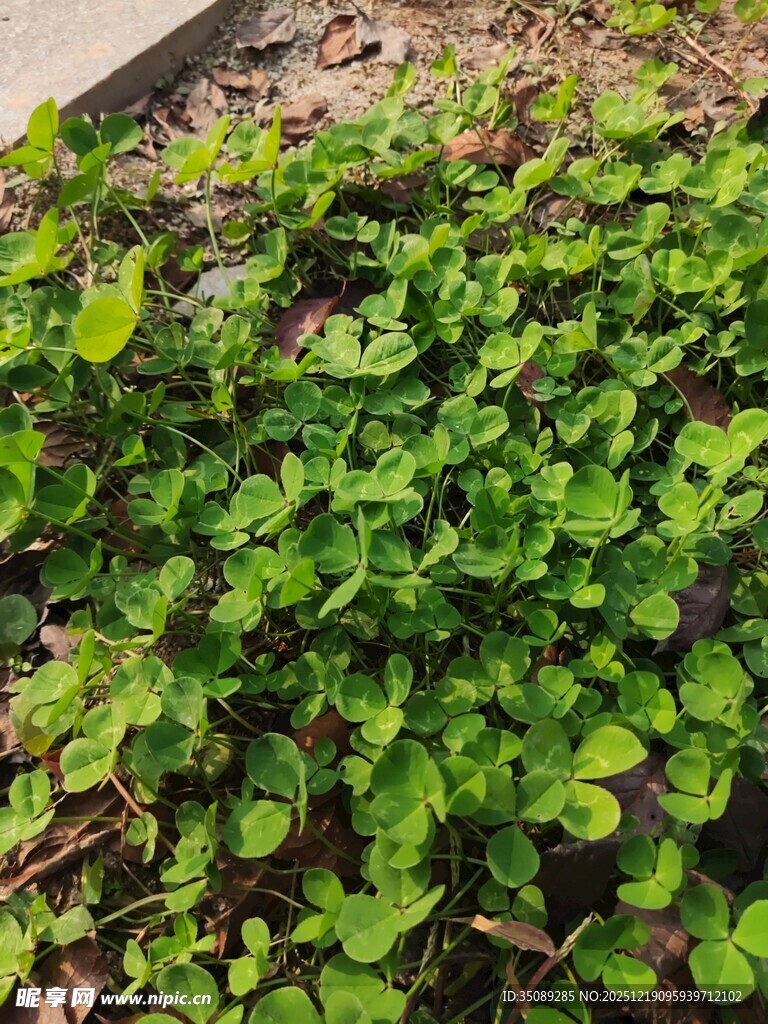 翠绿繁茂的地面绿植景观