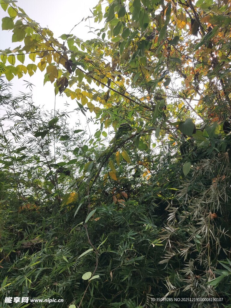 繁茂绿植枝叶交叠之景