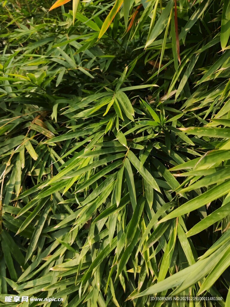 翠绿繁茂的植物叶片