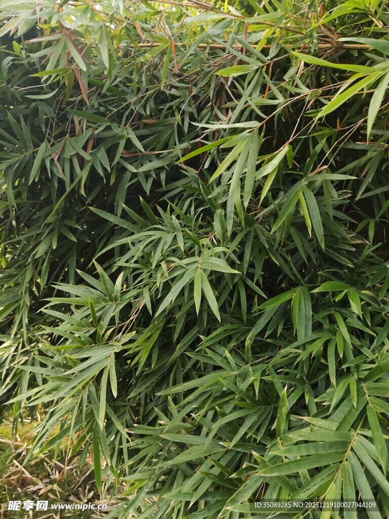 翠绿竹叶丛生景象