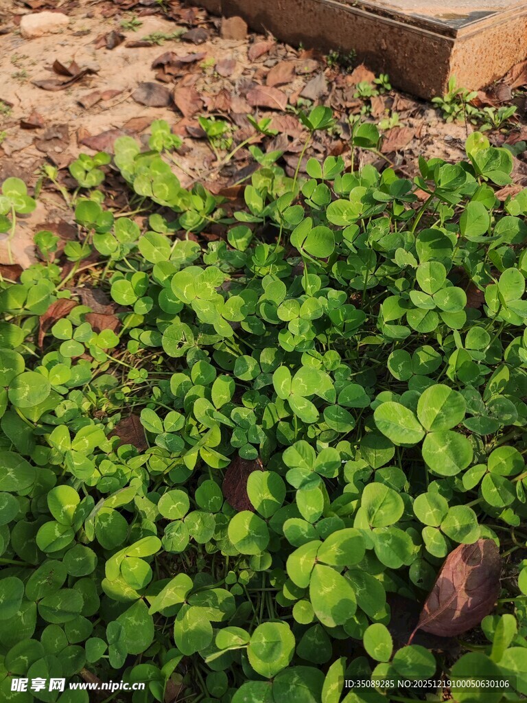 嫩绿植物生机盎然