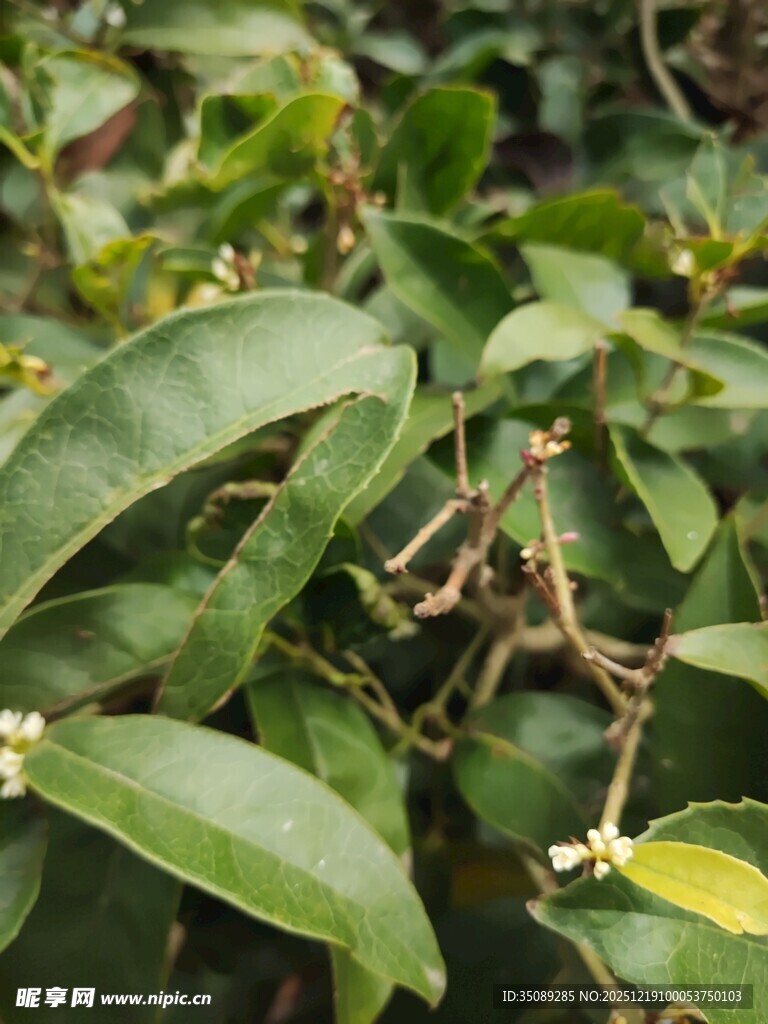 绿叶白花的植物特写