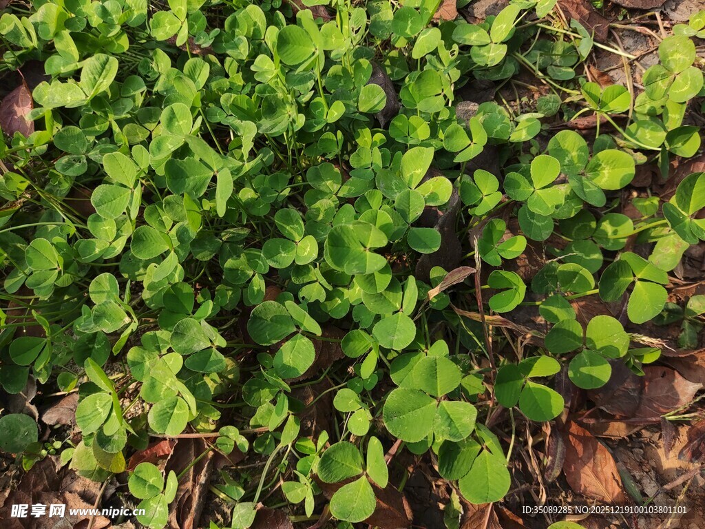 嫩绿植物生机盎然