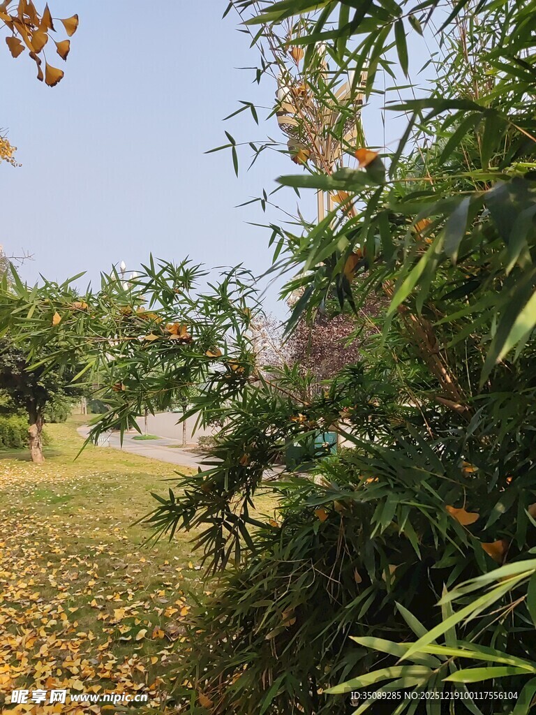 秋日林间绿意与黄叶交织