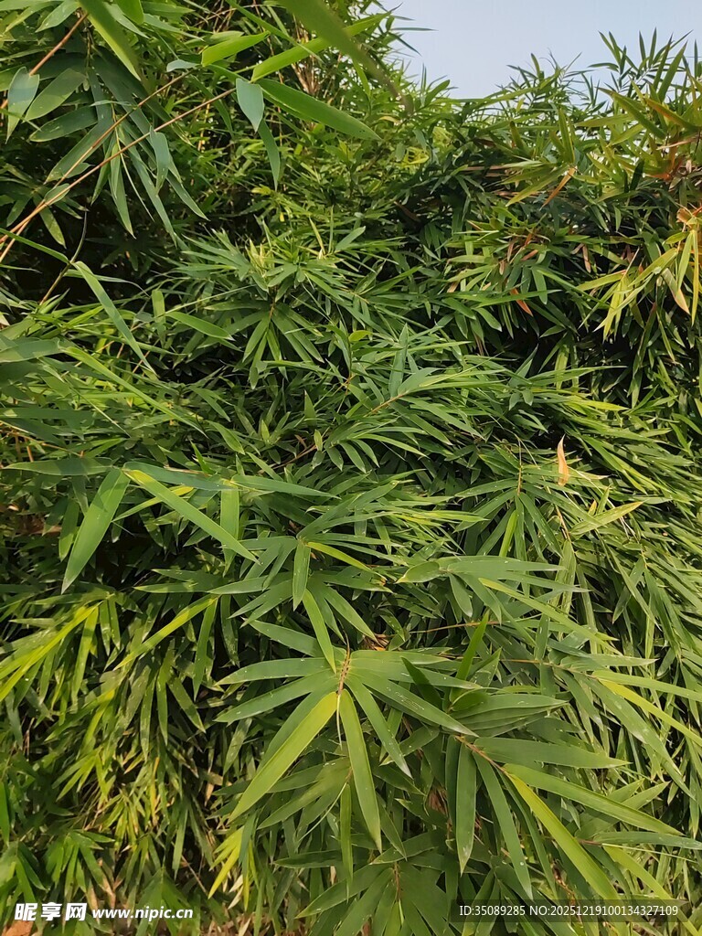 茂密翠绿的植物枝叶