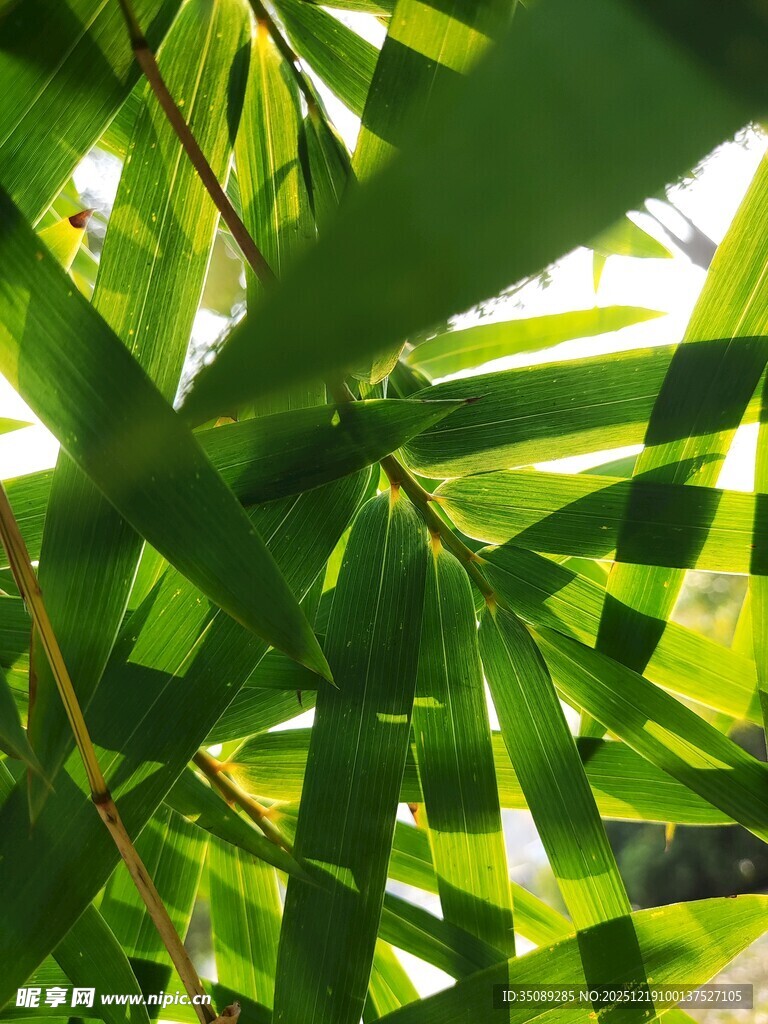 阳光下的翠绿竹叶