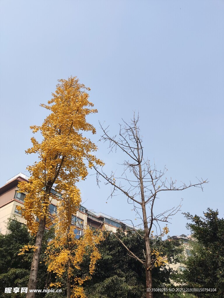 金黄秋叶旁的古朴建筑