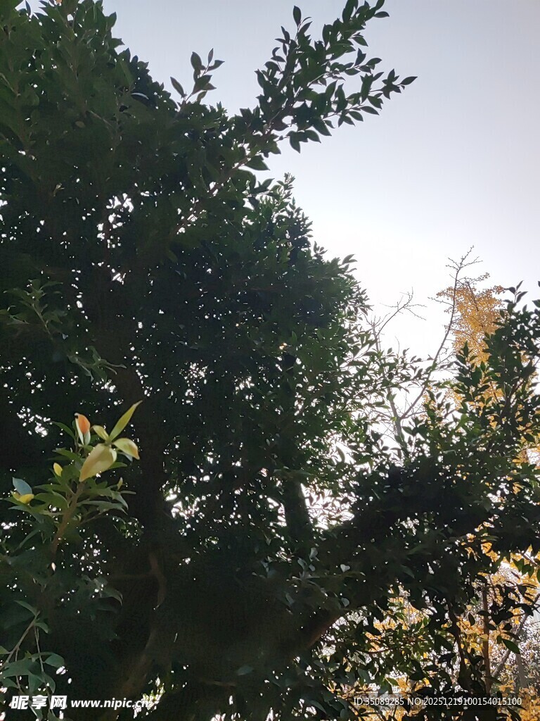 繁茂树林绿意盎然