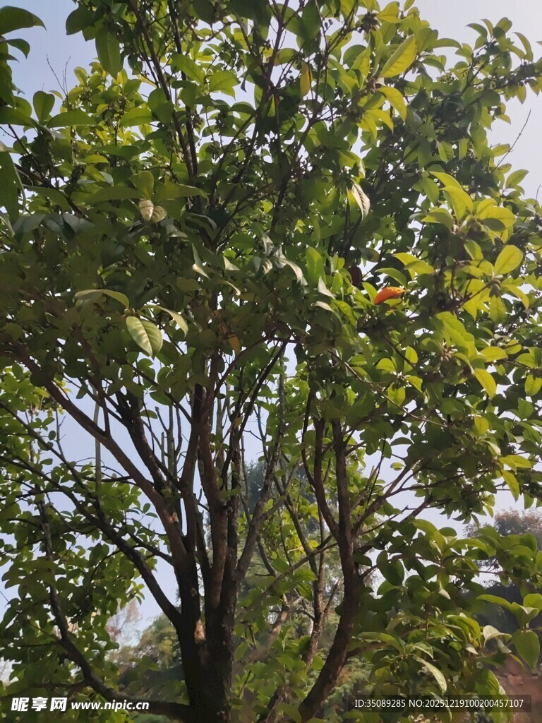 阳光下的繁茂绿树