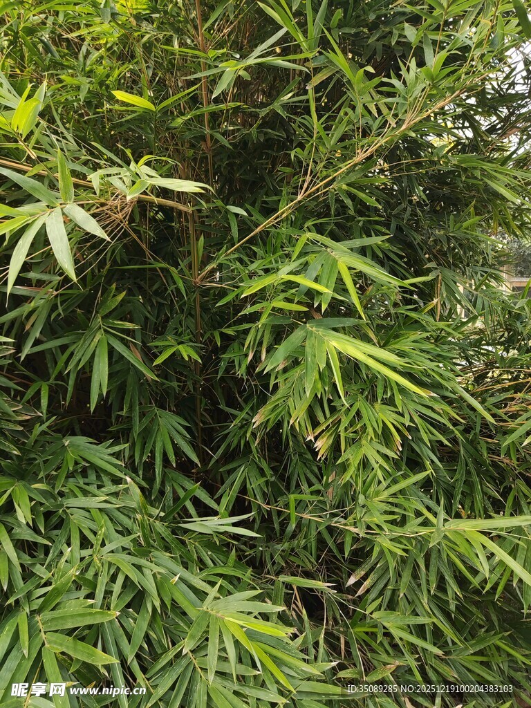 茂密绿植景观