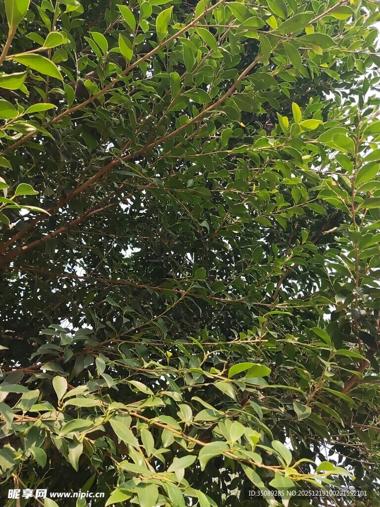 茂密绿植景观