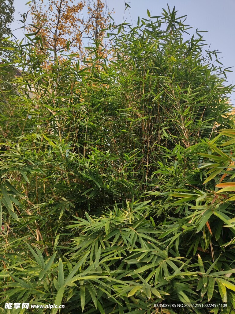 繁茂绿植景观