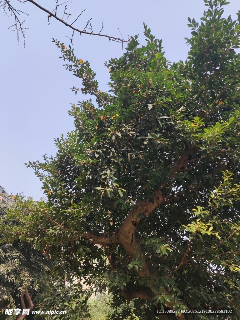 茂盛绿树展现自然生机