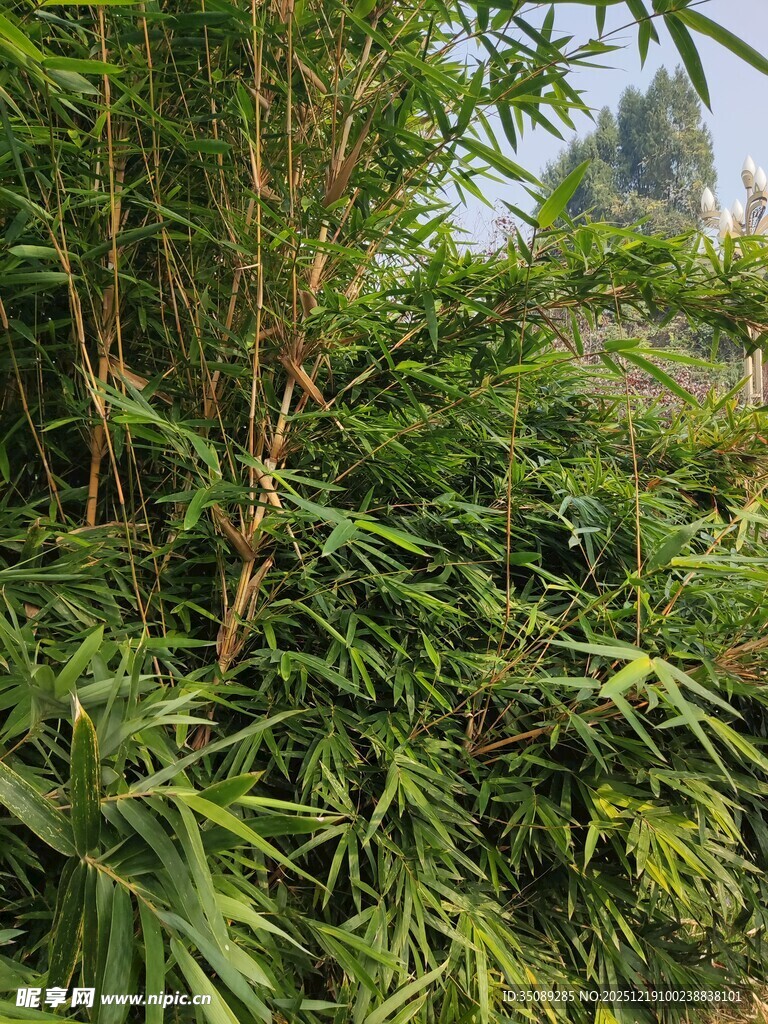 茂密繁茂的野外绿色植物