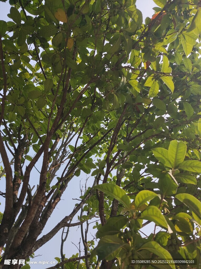 繁茂绿树枝叶间的自然景致