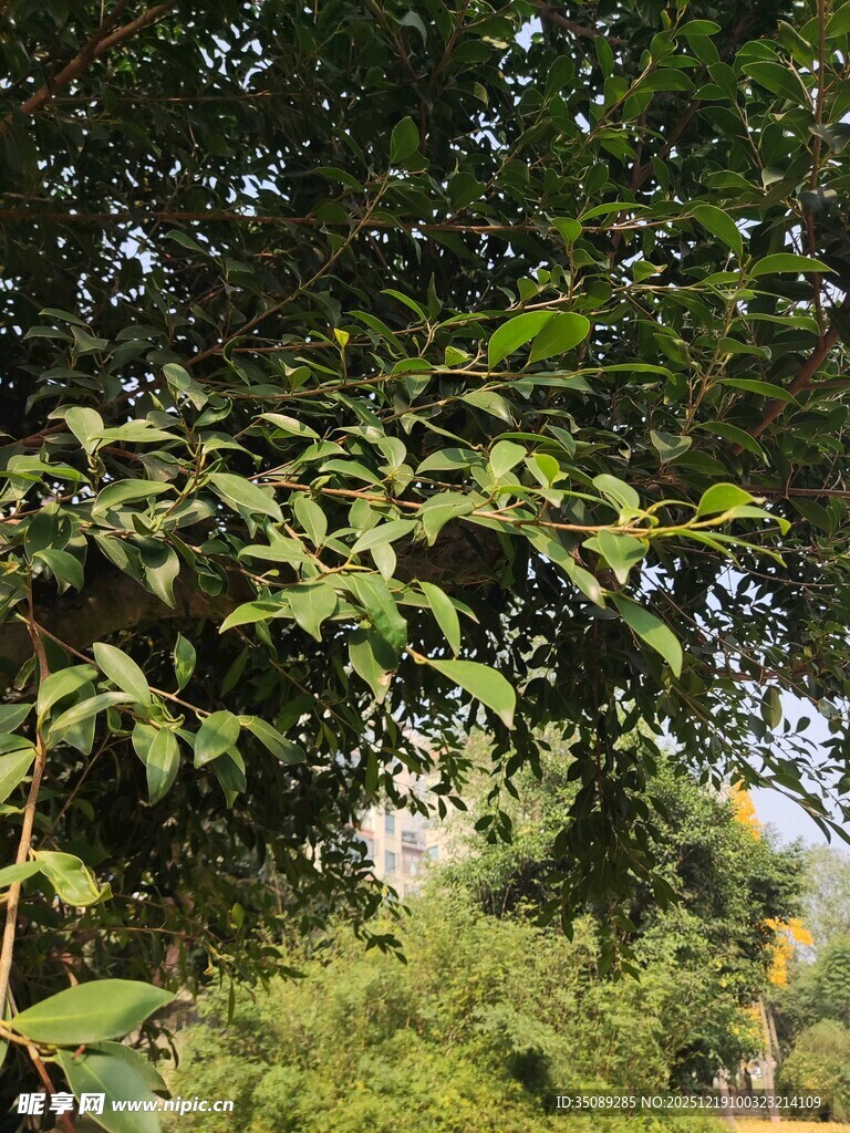 繁茂绿树间的清新景致