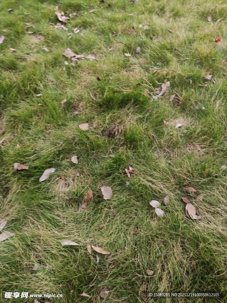 草地散落枯叶景象