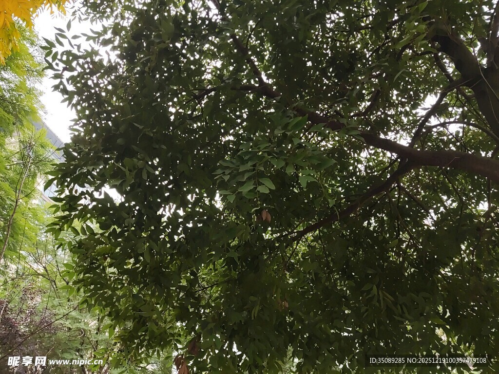 繁茂绿树阳光穿透枝叶