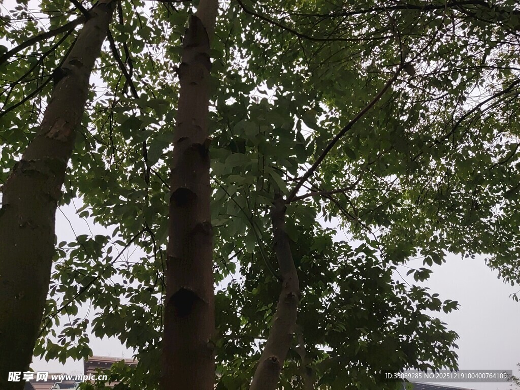 茂密树林中的高大树木