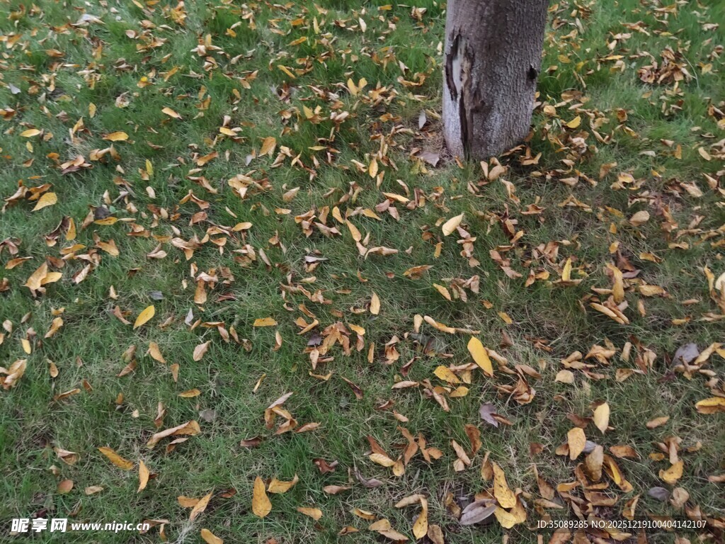 树下落叶铺就秋日景致