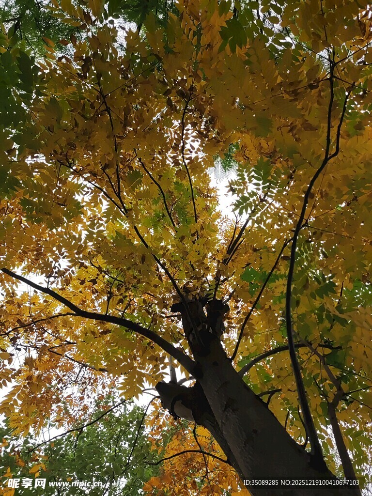 仰望秋日斑斓树冠
