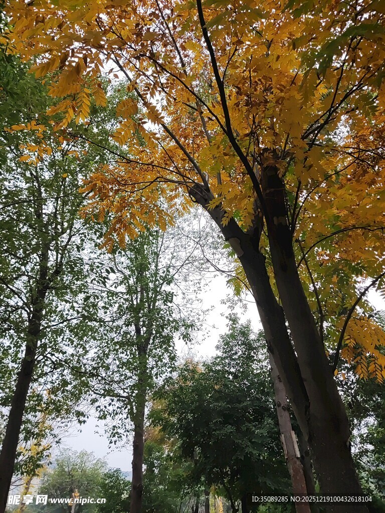 秋日金黄银杏树林美景