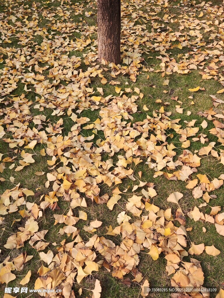 树下金黄落叶秋景图