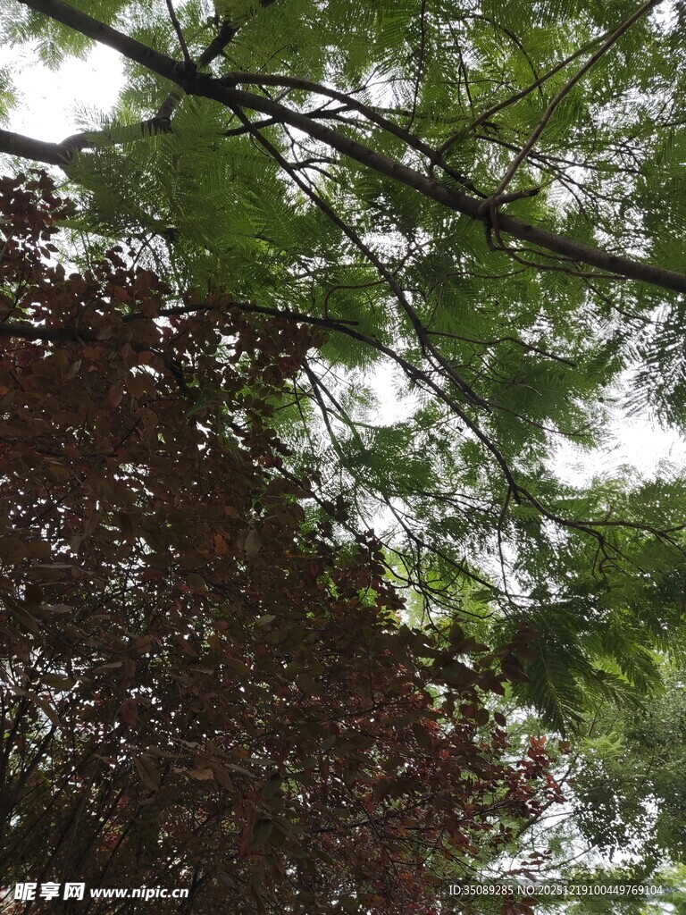 繁茂枝叶下的自然景致