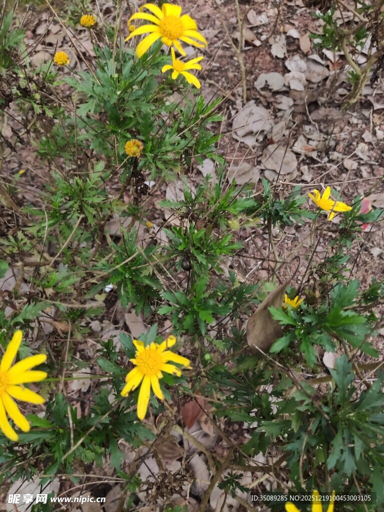 田野中的黄色小花绽放