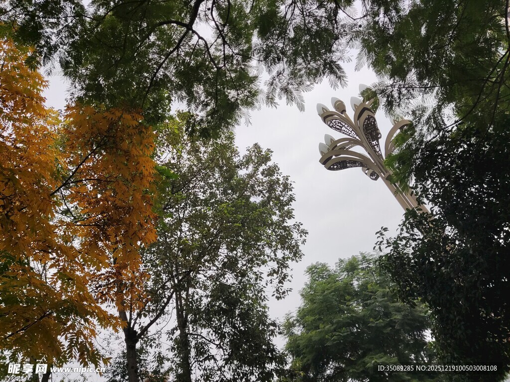 秋日林间树梢景致